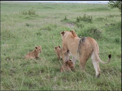 Kenyan lioness given second lease on life after open air surgery