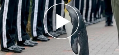 VIDEO: This Penguin earns medal from Norwegian King; Find out why