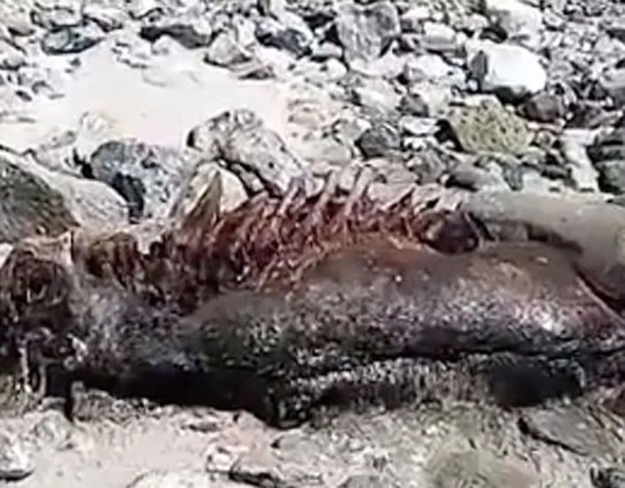 10 unknown sea monsters found by people that will scary you to the death 10 unknown sea monsters found by people that will scary you to the death