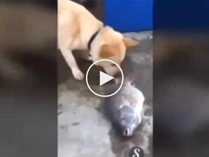 Heartbreaking video shows compassionate dog desperately trying to save dying fish