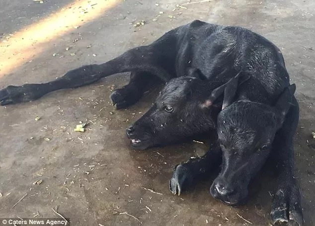 Conjoined buffalo twins? A miraculous 2-headed buffalo calf has been born Conjoined buffalo twins? A miraculous 2-headed buffalo calf has been born