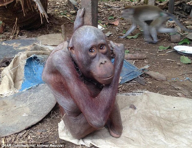 Orangutan chained for four years finally sees second chance at life Orangutan chained for four years finally sees second chance at life