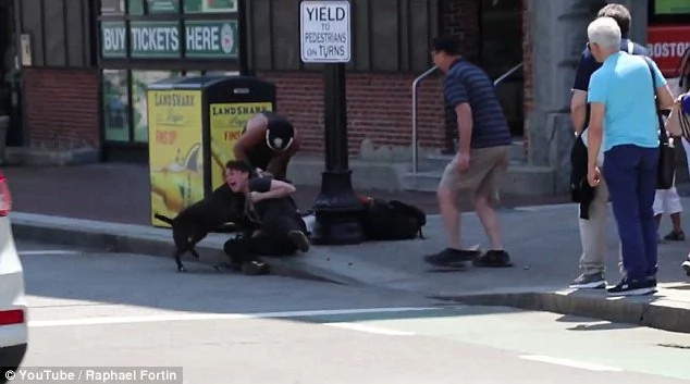 Pit bull savagely attacks little beagle and his female owner Pit bull savagely attacks little beagle and his female owner