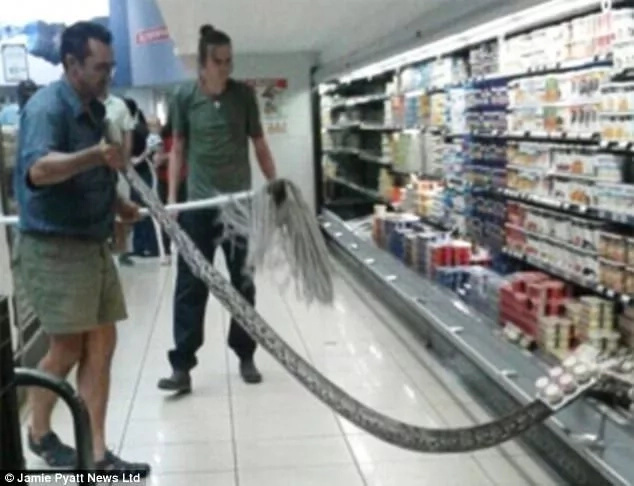Terrified shopper finds 3.6-meter PYTHON in supermarket fridge (photos) Terrified shopper finds 3.6-meter PYTHON in supermarket fridge (photos)