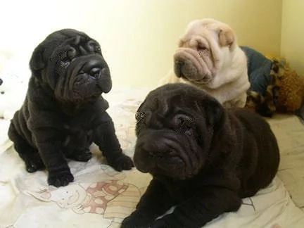 LOOK! Dogs in South Korea undergo plastic surgery LOOK! Dogs in South Korea undergo plastic surgery