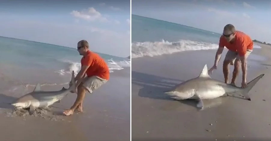 shark-hook shark-hook