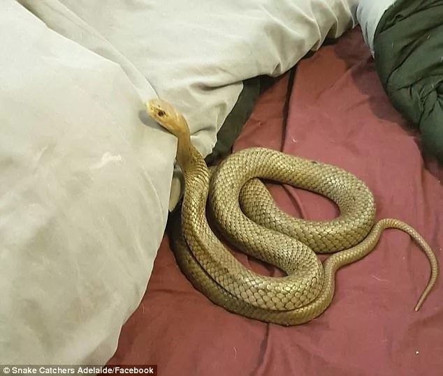 Terrifying moment couple finds one of world’s most feared snakes taking a nap in their bedroom Terrifying moment couple finds one of world’s most feared snakes taking a nap in their bedroom
