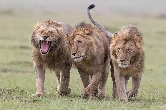 Lions save 12-year old girl from abductors Lions save 12-year old girl from abductors