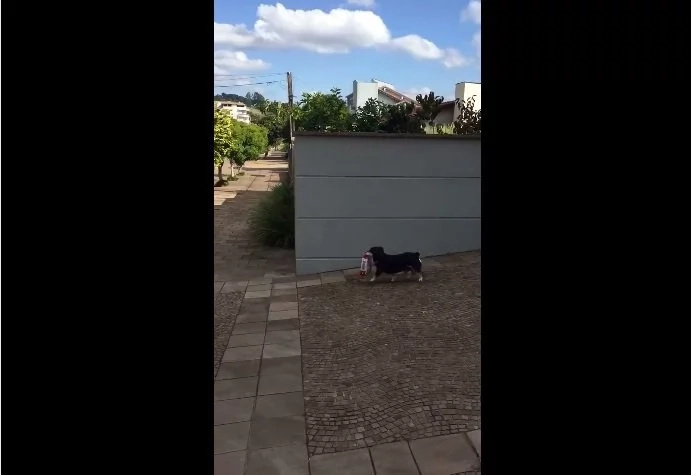 smart-dog smart-dog