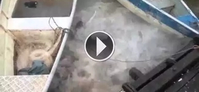 They saw movement in the water and threw a piece of meat there. What happened next was a horror movie!