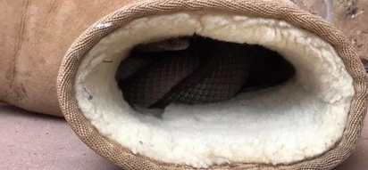 Australian Woman Was Shocked To Find A Venomous Snake Snuggling In Her Boots