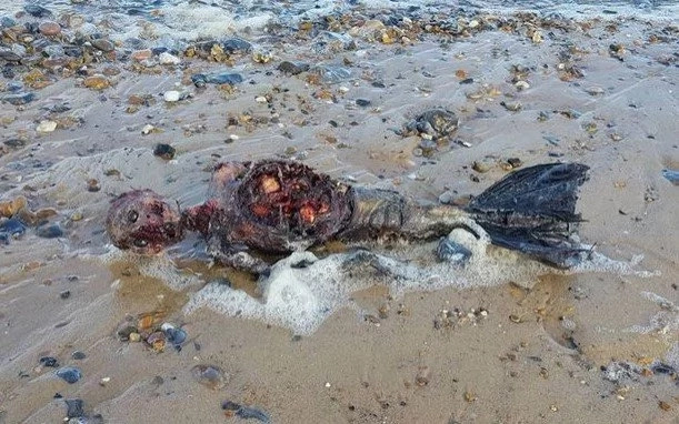Mysterious body of a dead mermaid washed up on a beach Mysterious body of a dead mermaid washed up on a beach