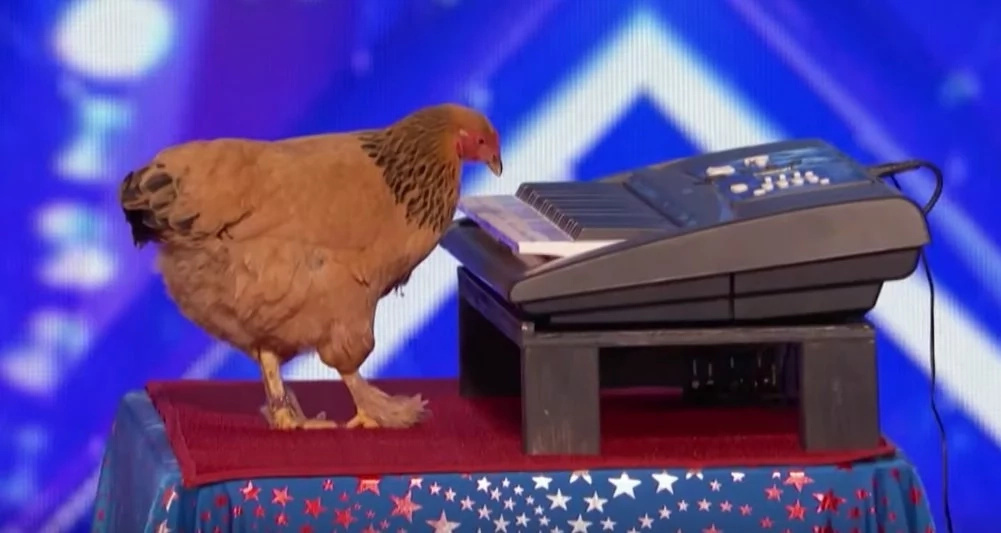 Chicken playing a keyboard? You have to see this video of a chicken creating lovely music in viral video Chicken playing a keyboard? You have to see this video of a chicken creating lovely music in viral video