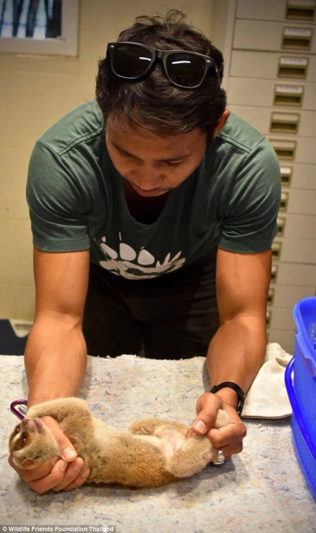 This is how cruel businessmen torture animals before you can get cute selfie in Thailand This is how cruel businessmen torture animals before you can get cute selfie in Thailand