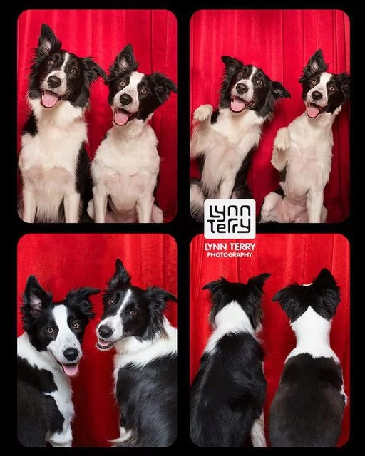 Dogs act like humans and enjoy their time inside photo booths Dogs act like humans and enjoy their time inside photo booths