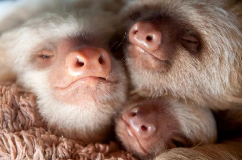 Welcome to the Cutest World — a Place With Lots of Small SLOTHS (Photos) Welcome to the Cutest World — a Place With Lots of Small SLOTHS (Photos)