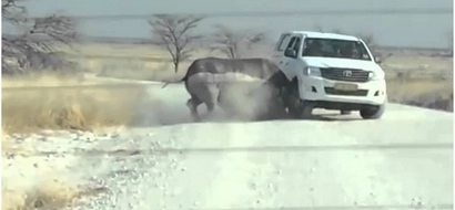 This 2-ton Rhino furiously attacks a car, nothing in the world can stop him