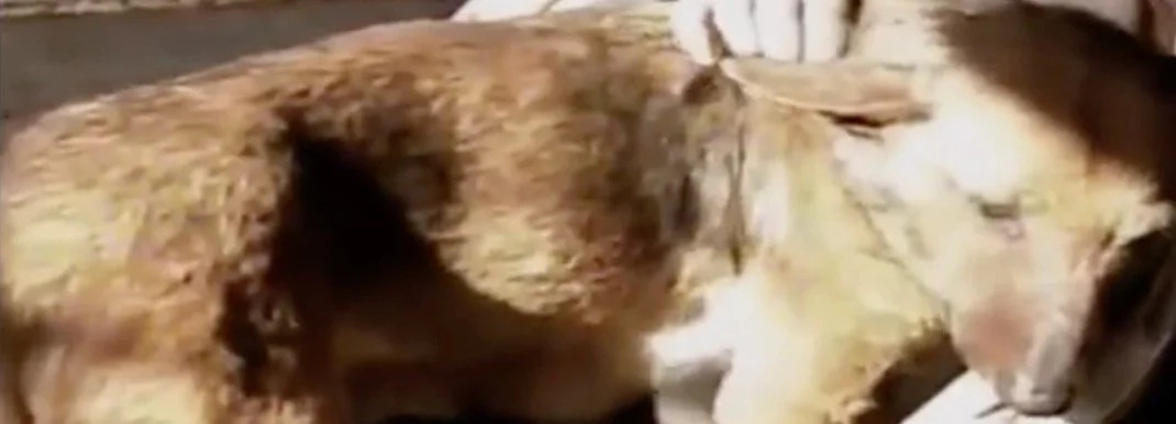 Way the Dog Credit: YouTube Way the Dog Credit: YouTube