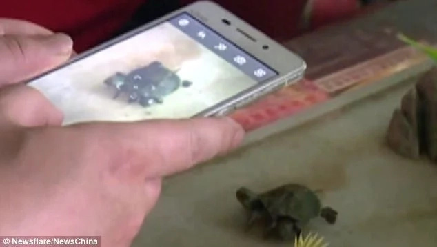 Wonders! Extremely rare reptile with 2 HEADS and 6 LEGS spotted in China (photos) Wonders! Extremely rare reptile with 2 HEADS and 6 LEGS spotted in China (photos)