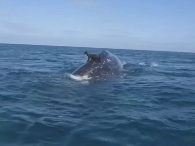 They Think It Was a Seal Swimming in the Water. Seconds Later, WATCH What Appears Beneath Him...