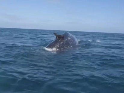 They Think It Was a Seal Swimming in the Water. Seconds Later, WATCH What Appears Beneath Him...
