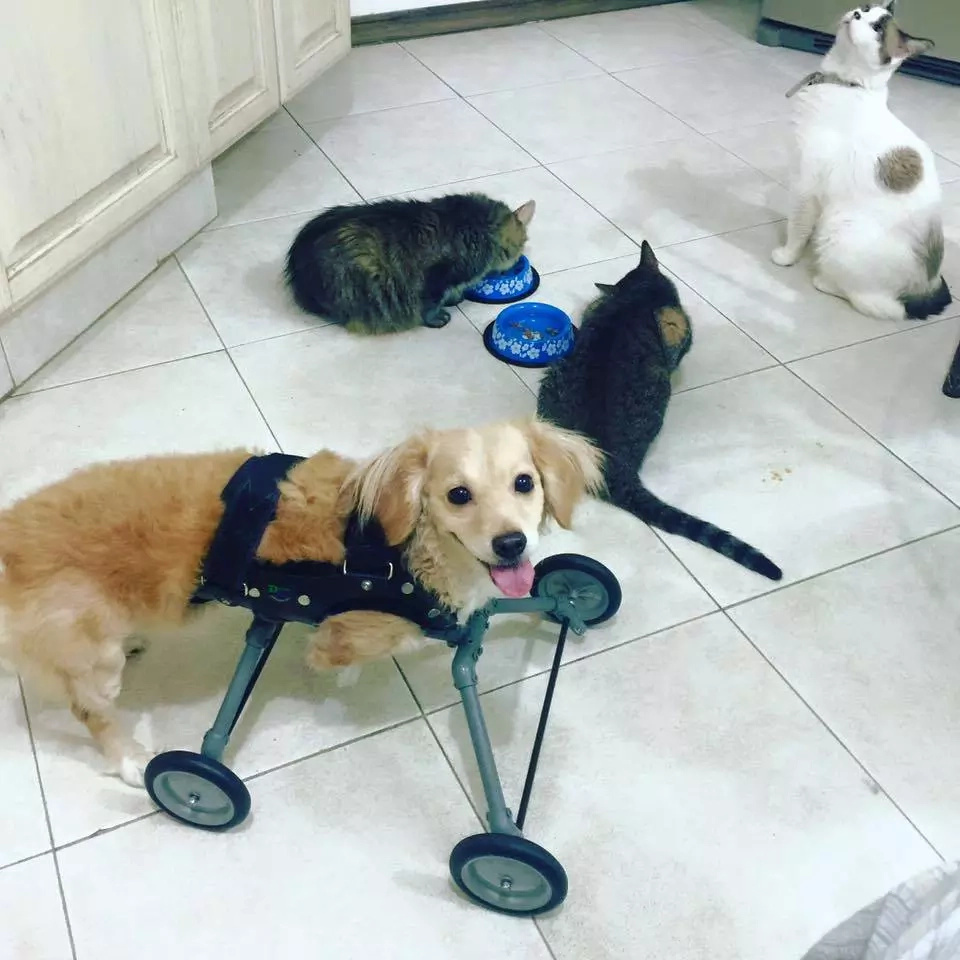 Dog born without hind legs can finally walk on her own Dog born without hind legs can finally walk on her own