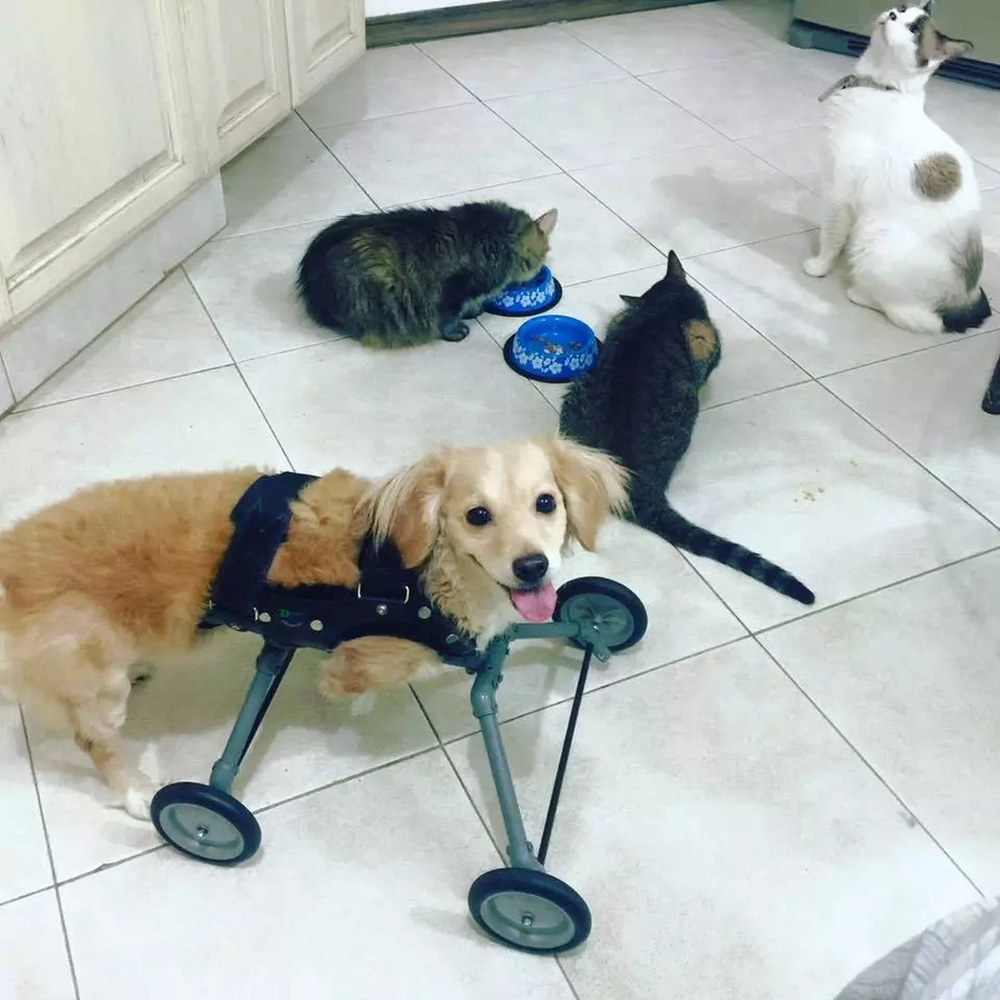 Dog born without hind legs can finally walk on her own Dog born without hind legs can finally walk on her own