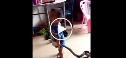 Watch a video of a Badass 2-year-old kid plays with a snake