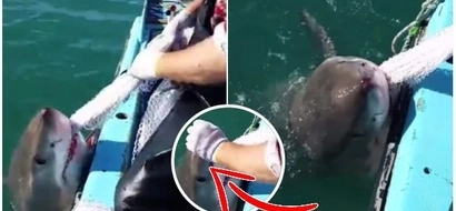 A fisherman was collecting his fishing net when The Great White emerged. In the tug of war with the sea beast, only his fisherman’s reflexes saved him