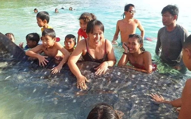 4 reasons not to swim with whale sharks in PH 4 reasons not to swim with whale sharks in PH