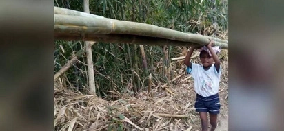 Your heart will break when you find why this child carries bamboos from the mountain everyday