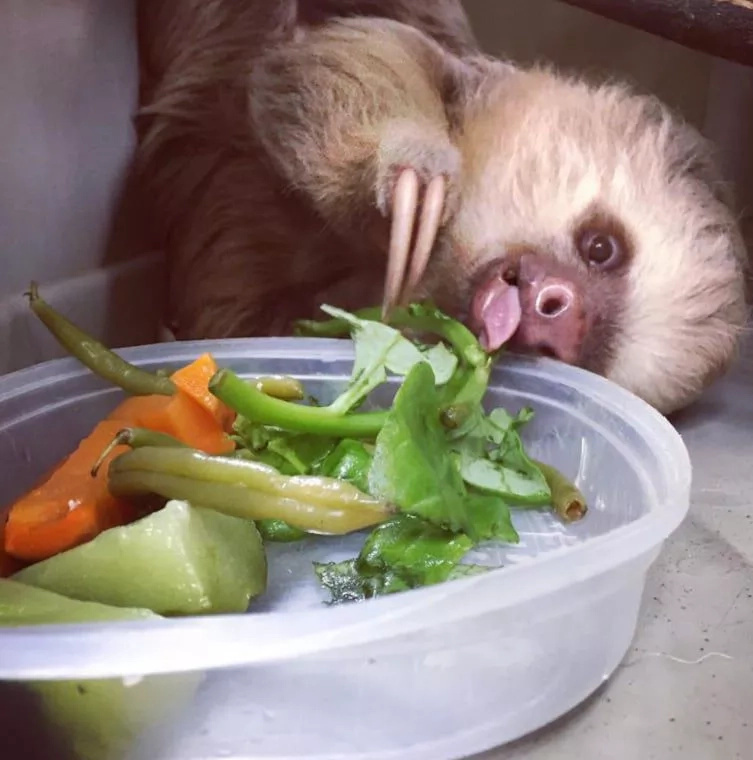 Welcome to the Cutest World — a Place With Lots of Small SLOTHS (Photos) Welcome to the Cutest World — a Place With Lots of Small SLOTHS (Photos)