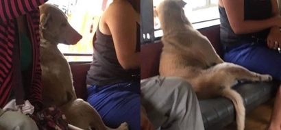 Smart dog sits like real human inside a jeepney filled with passengers