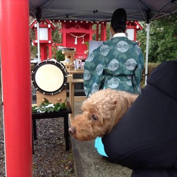 Chinese Spa Offers 'Exorcism' For Dogs. Yup, DOGS! Chinese Spa Offers 'Exorcism' For Dogs. Yup, DOGS!
