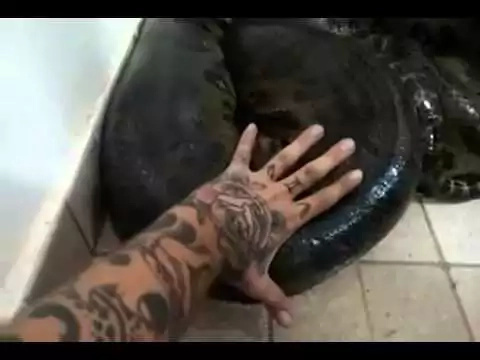 Look what happens after man tried to pet giant anaconda Look what happens after man tried to pet giant anaconda