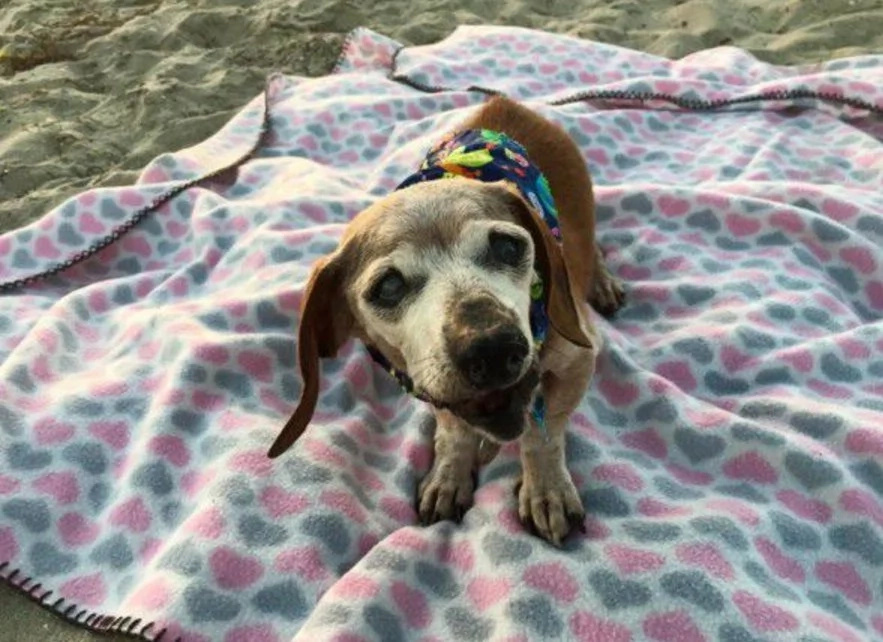 Blind 18-Year-Old Dog Had No Happiness in Her Life Until These People Adopted Her (6+ Pics) Blind 18-Year-Old Dog Had No Happiness in Her Life Until These People Adopted Her (6+ Pics)