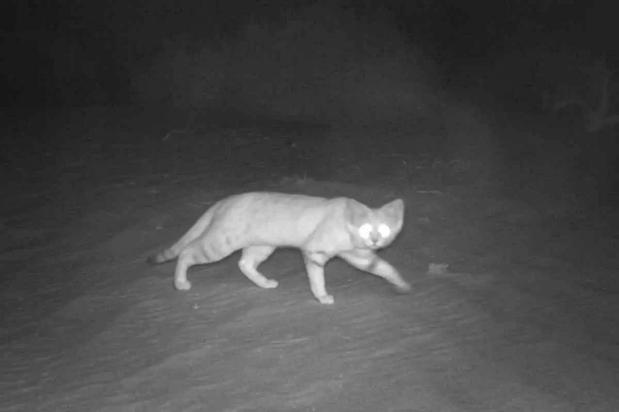 The rare sand cat has been captured on camera at last! The rare sand cat has been captured on camera at last!