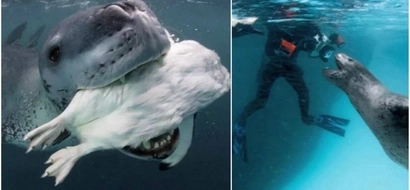 Awesome seal tries to feed photographer penguins, because he wanted to make friendship with him