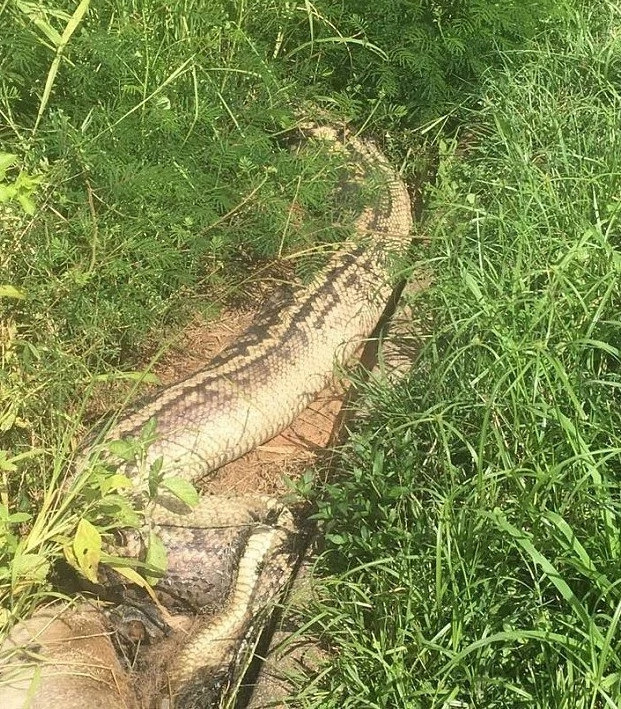 Greedy 6-meter python SUFFOCATES to death after trying to swallow wallaby whole (photos)