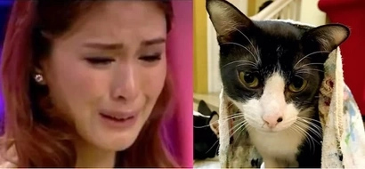 Grabe naman yun! Someone did something horrible to Heart Evangelista's cat