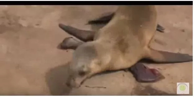Sobrang nakakaawa. Ang pagtangis ng isang inang sea lion sa kaniyang anak. Sobrang nakakaawa. Ang pagtangis ng isang inang sea lion sa kaniyang anak.