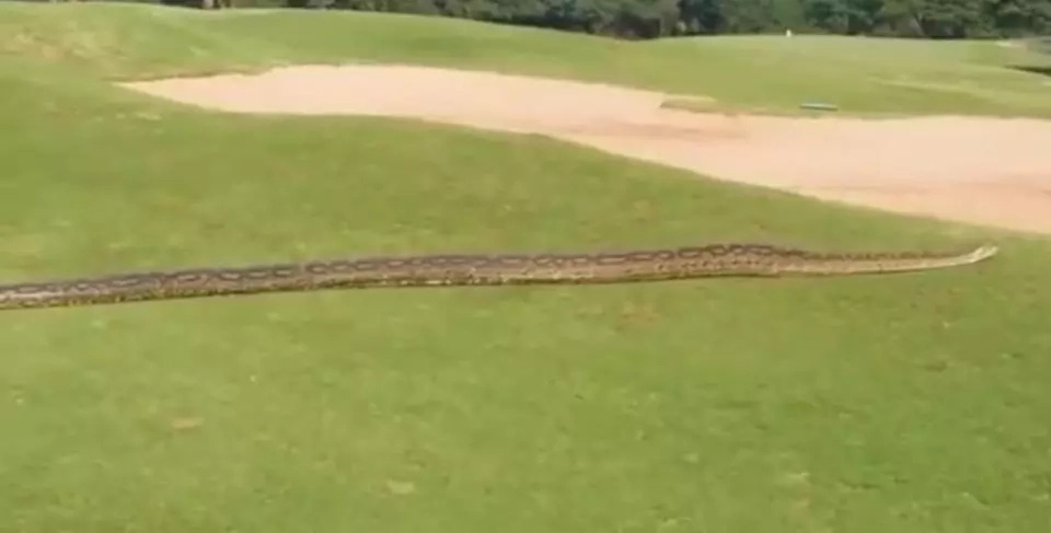 This huge python passing through a golf course causes panic