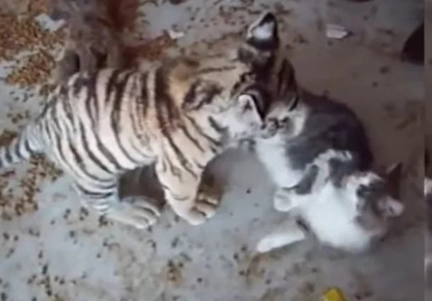 Brave Cat Came Face To Face With A Deadly Snake, WATCH What He Gets In Return Brave Cat Came Face To Face With A Deadly Snake, WATCH What He Gets In Return