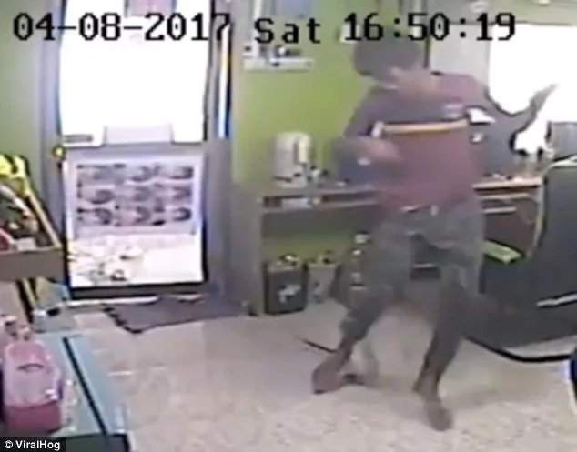 Snake flies into café bites man’s behind as customers run away for help Snake flies into café bites man’s behind as customers run away for help