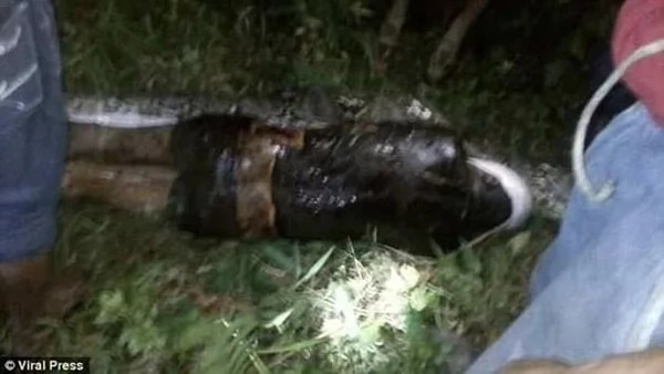 In a search for a missing neighbor, locals spotted a reticulated python. After killing this fattened monster they stop leaving their houses by night. In a search for a missing neighbor, locals spotted a reticulated python. After killing this fattened monster they stop leaving their houses by night.