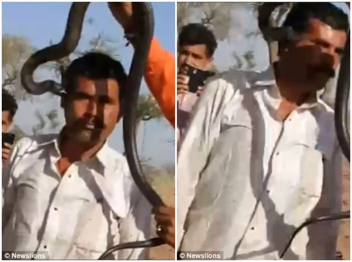 Man BITTEN on the face by cobra while posing for a photo with it, dies "within an hour" (photos, video) Man BITTEN on the face by cobra while posing for a photo with it, dies "within an hour" (photos, video)