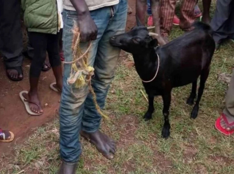 Man Caught Raping His Neighbor's Goat - The Reason Is Even Stranger! Man Caught Raping His Neighbor's Goat - The Reason Is Even Stranger!