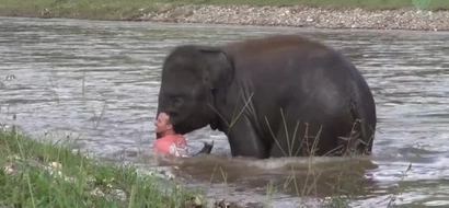 Incredible Video Shows Baby Elephant Saving A Man From Death!