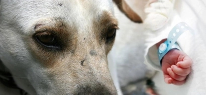 Kaawa-awang sanggol! Premature baby dies in Negros Occidental after dog devoured lower half-body