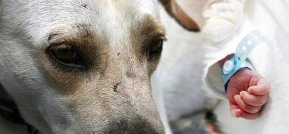 Kaawa-awang sanggol! Premature baby dies in Negros Occidental after dog devoured lower half-body